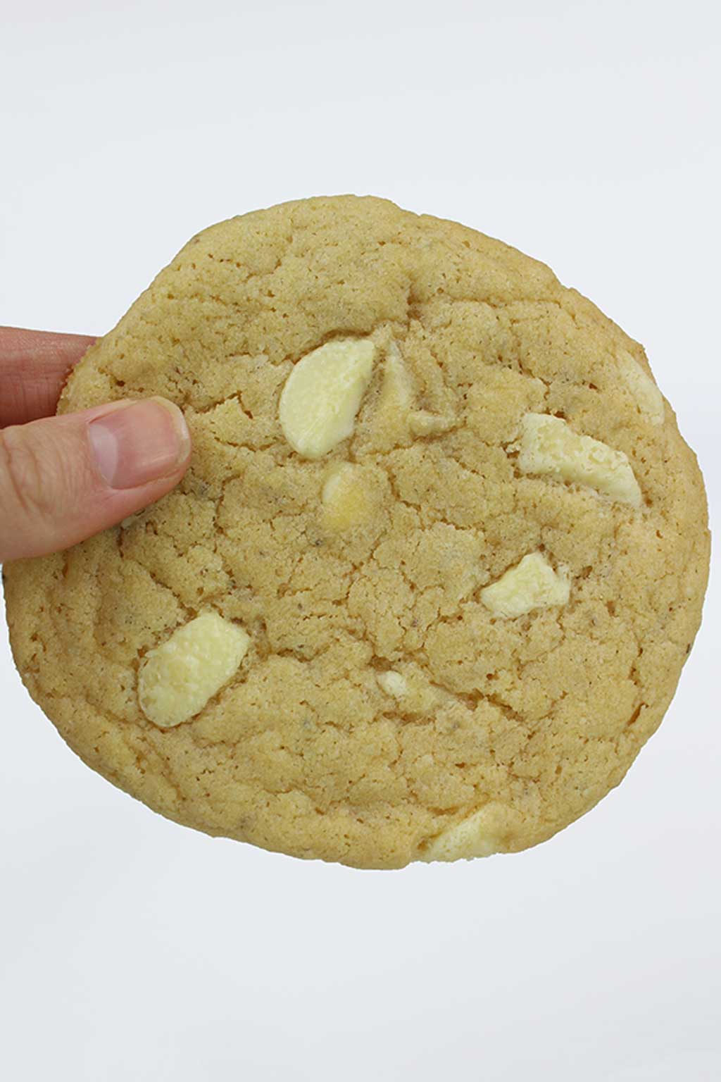 a hand holding up 1 large white chocolate chip cookie