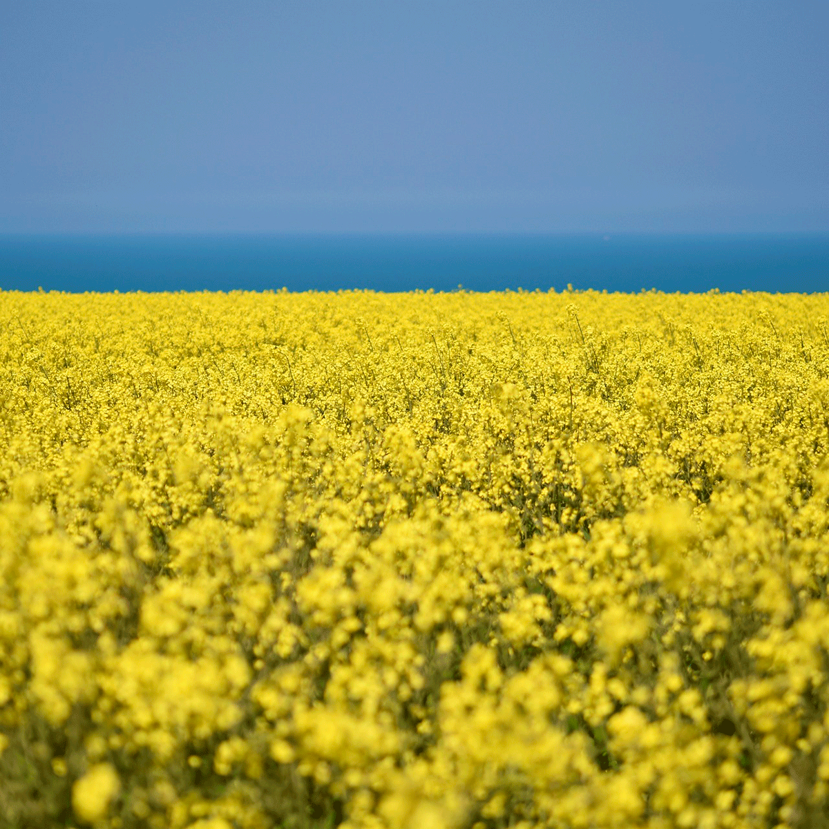 Field Of Yellow Rapeseed Oil Flowers