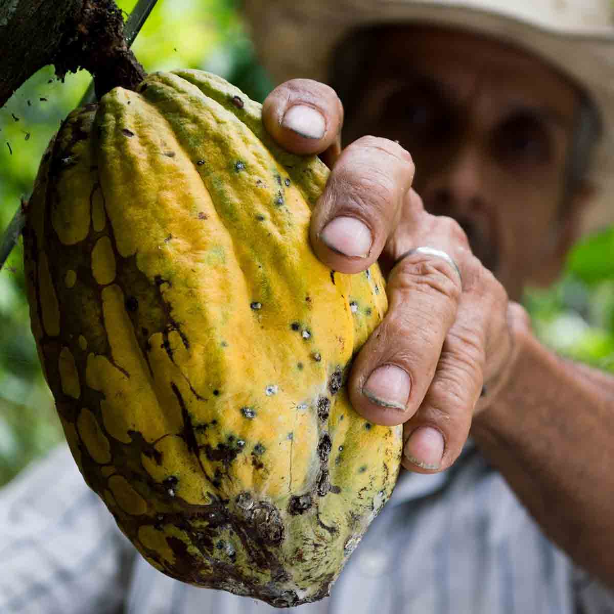 Man Holding Cocoa Bean Plant- is cocoa butter vegan
